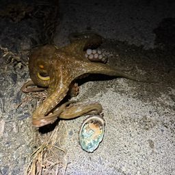 タコ