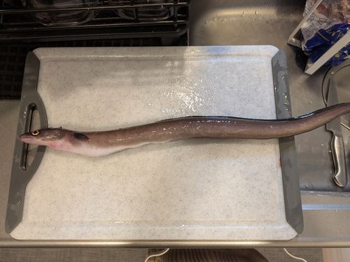 アナゴの釣果