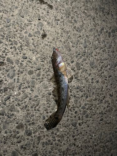 マハゼの釣果