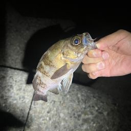 メバル