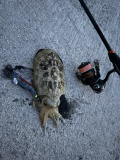 コウイカの釣果