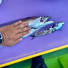 タチウオの釣果