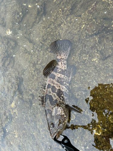 チャイロマルハタの釣果