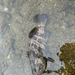 チャイロマルハタ