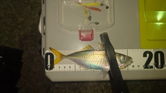 マアジの釣果