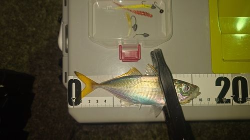 マアジの釣果