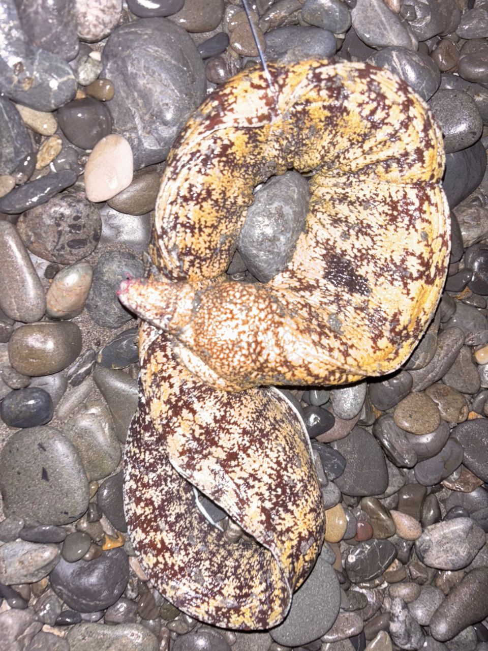ウツボ