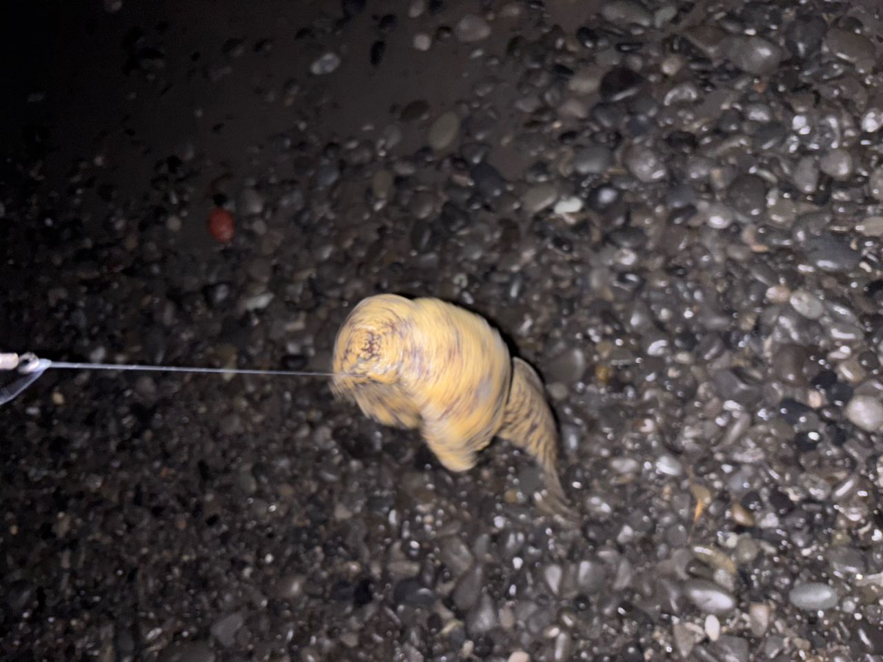 ウツボ