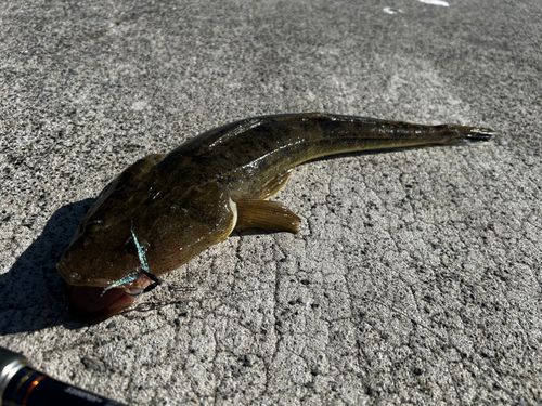 マゴチの釣果