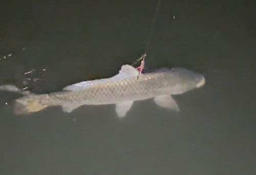 コイの釣果