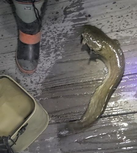ナマズの釣果
