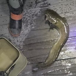 ナマズ