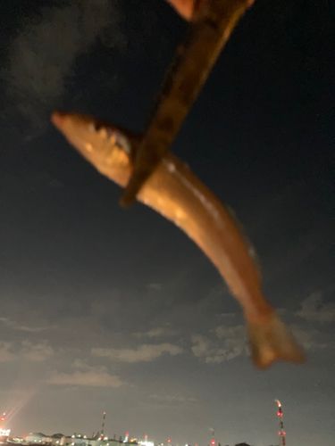 キスの釣果