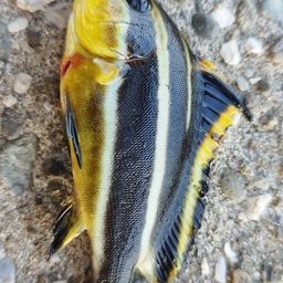 コロダイ