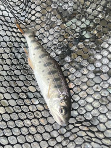 ヤマメの釣果