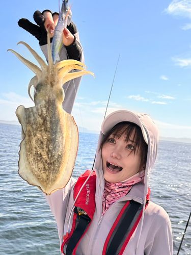 コウイカの釣果
