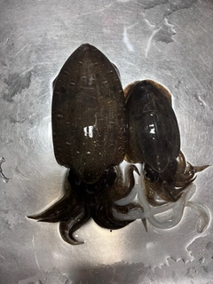 コウイカの釣果