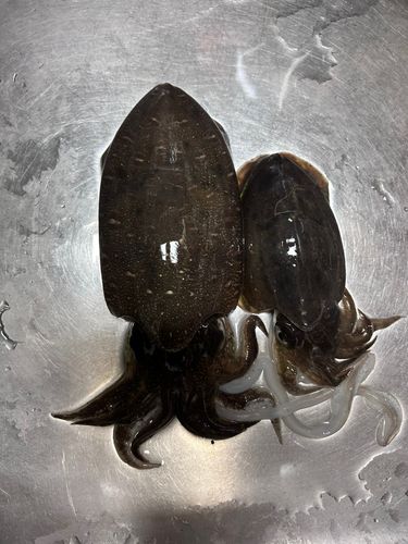 斎灘
