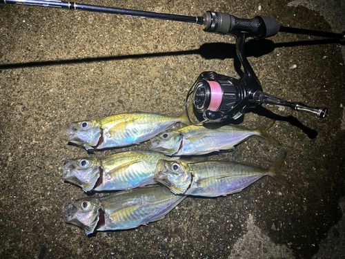 アジの釣果