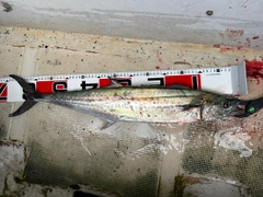 サワラの釣果