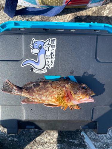 カサゴの釣果