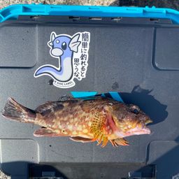 カサゴ