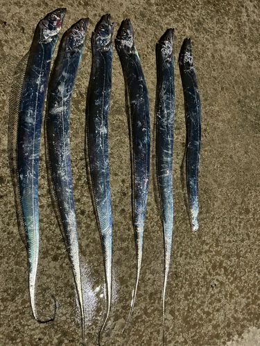 タチウオの釣果
