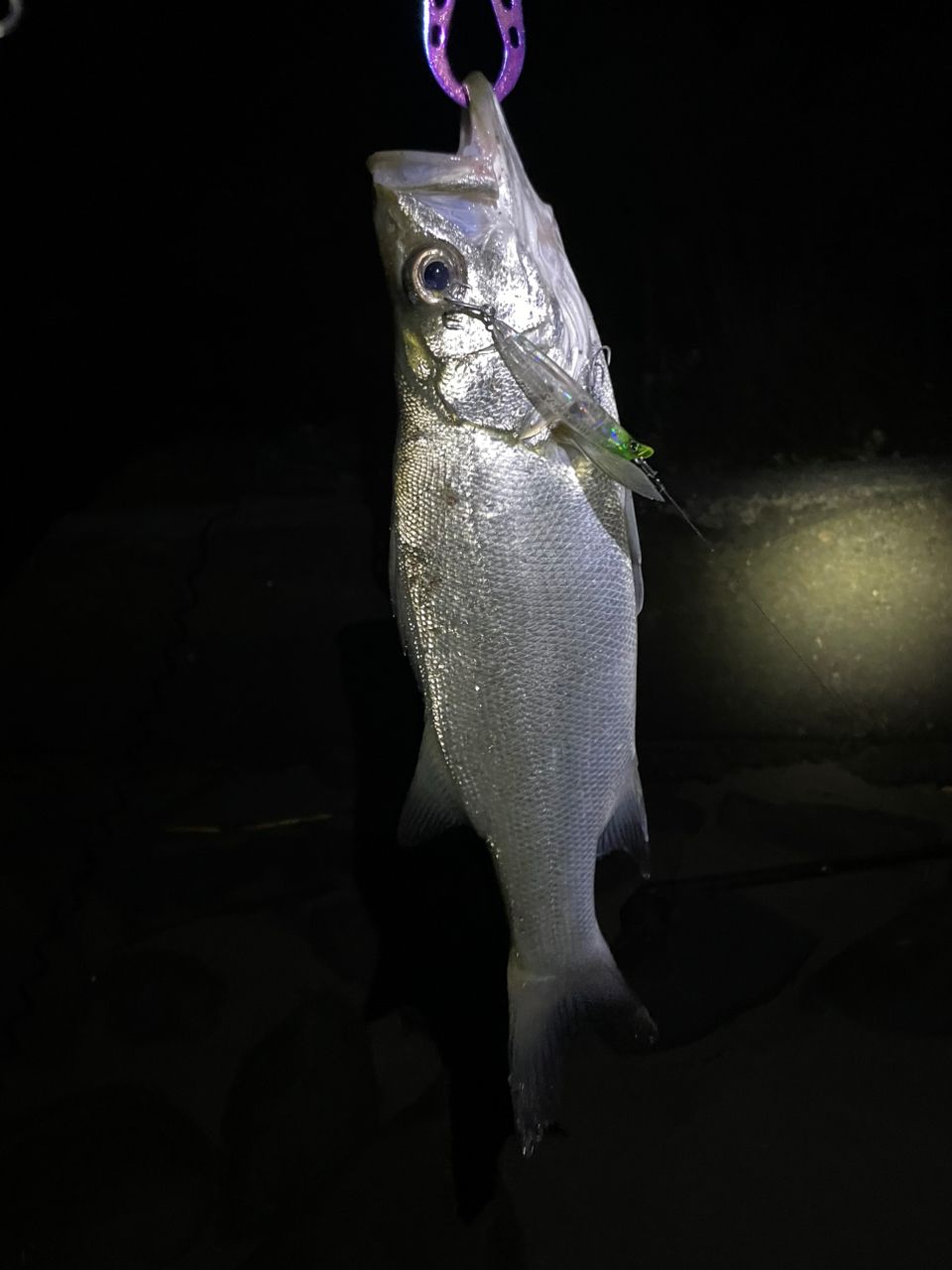 セイゴ（ヒラスズキ）