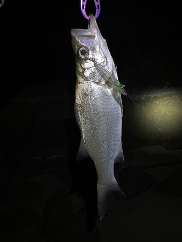 セイゴ（ヒラスズキ）の釣果