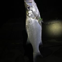 セイゴ（ヒラスズキ）