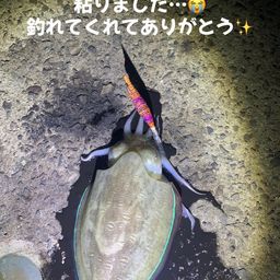 モンゴウイカ