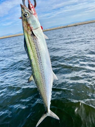 サワラの釣果