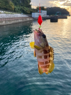 キジハタの釣果