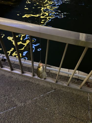 東京湾湾奥