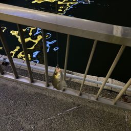 シーバス