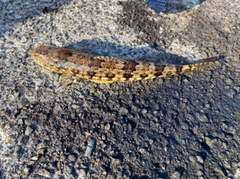 アカエソの釣果