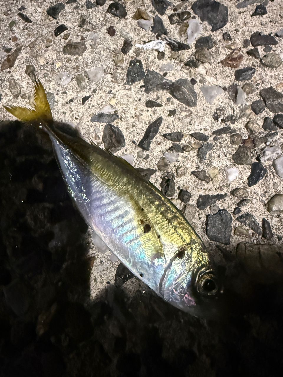 アジ