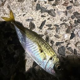 アジ