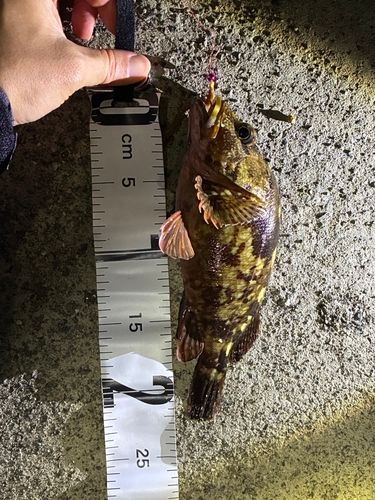 カサゴの釣果