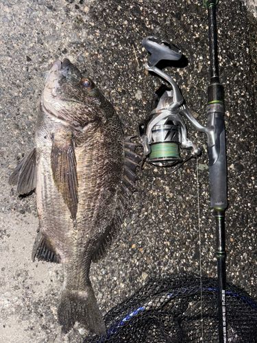 チヌの釣果