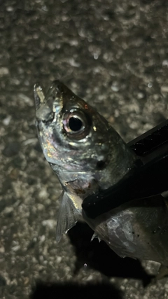 マアジの釣果