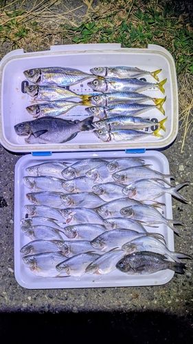 コバンアジの釣果