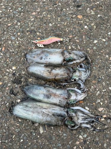 アオリイカの釣果