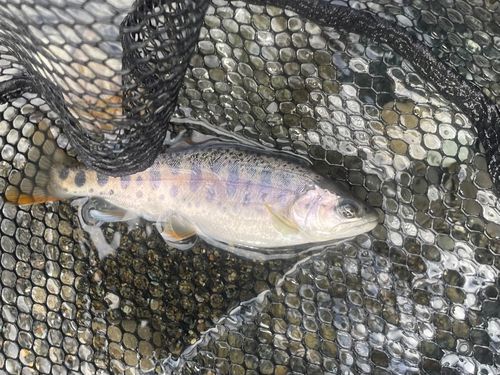 ヤマメの釣果
