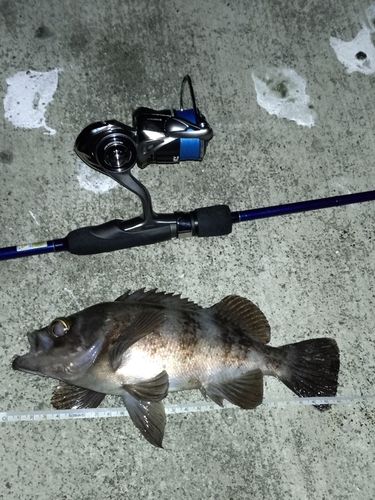 メバルの釣果