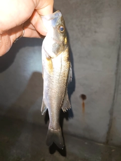 セイゴ(マルスズキ)の釣果