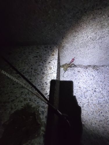 タコの釣果