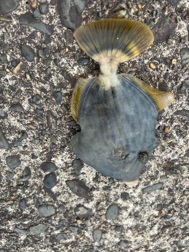 カワハギの釣果