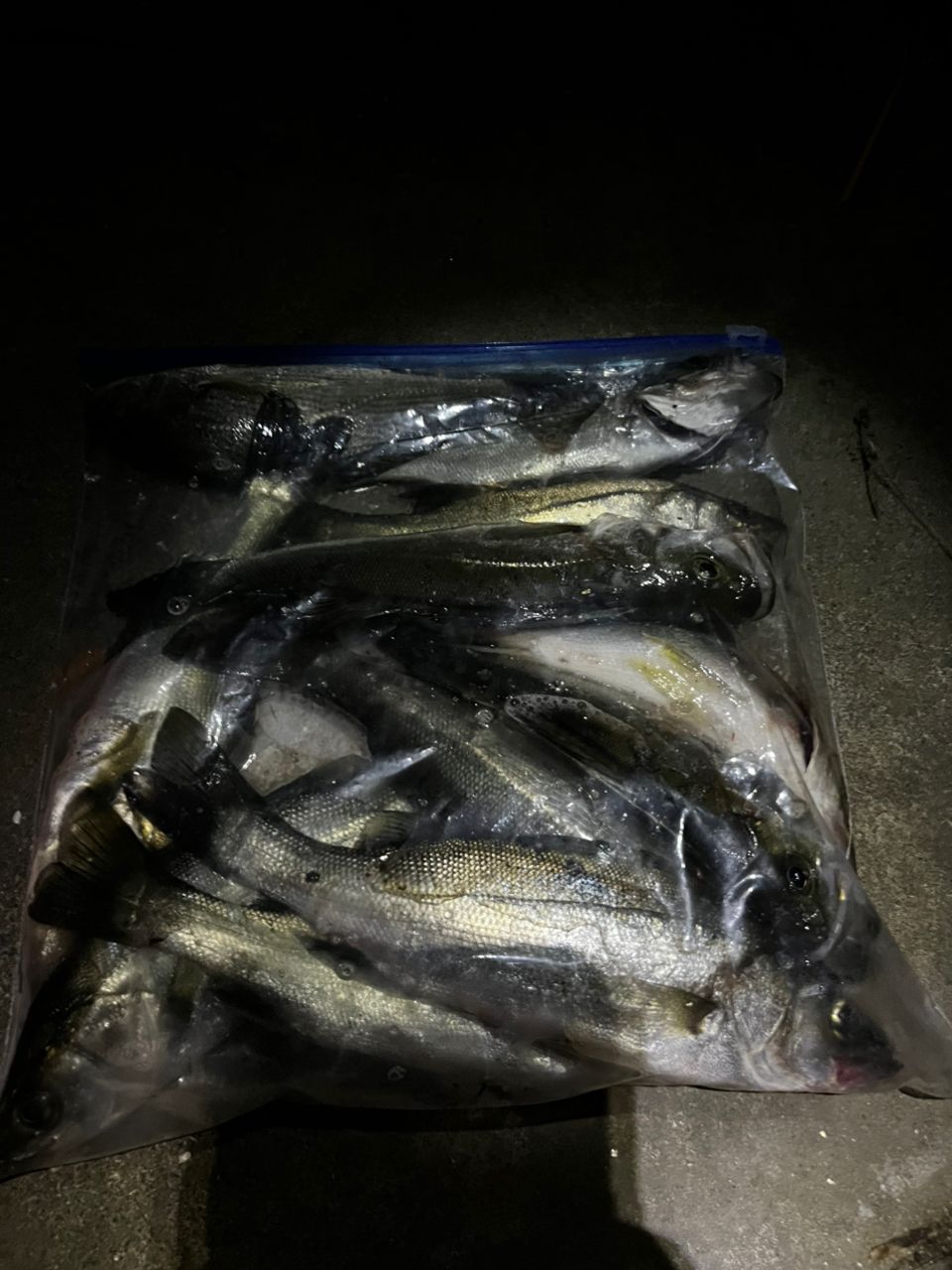 セイゴ（マルスズキ）