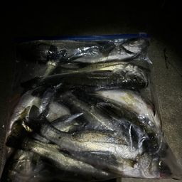 セイゴ（マルスズキ）